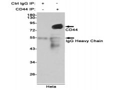 小鼠抗CD44单克隆抗体 