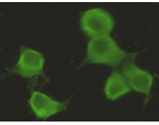 小鼠抗CHRDL1单克隆抗体   