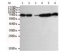 小鼠抗DDX3X单克隆抗体  
