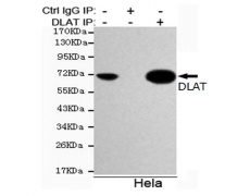 小鼠抗DLAT单克隆抗体    