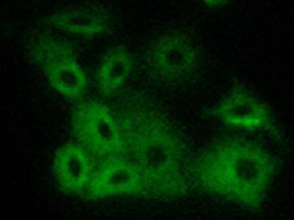 兔抗BAX(Phospho-Thr167)多克隆抗体