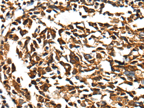 兔抗CD101多克隆抗体