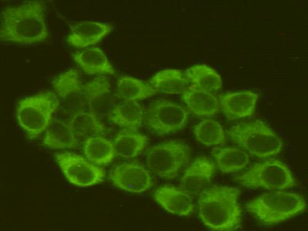 小鼠抗EIF2S1单克隆抗体 