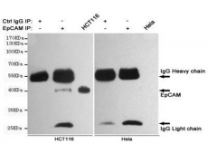  小鼠抗EPCAM单克隆抗体