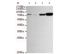 小鼠抗HSPA5(C-term)单克隆抗体   