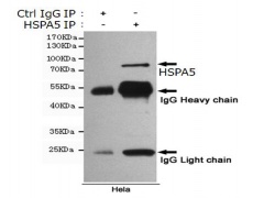 小鼠抗HSPA5单克隆抗体    