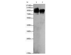 小鼠抗ICAM1单克隆抗体