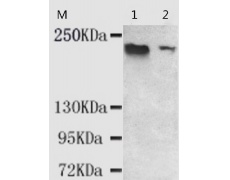小鼠抗KDM5C单克隆抗体