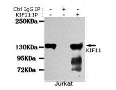 小鼠抗KIF11单克隆抗体 