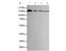 小鼠抗KIF11单克隆抗体 