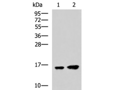 小鼠抗MAP1LC3A单克隆抗体 