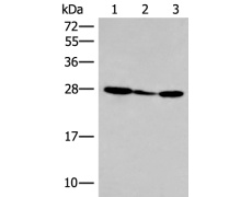 兔抗HLA-DOB多克隆抗体 