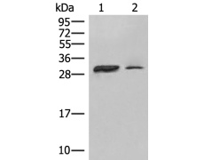 兔抗HLA-DPA1多克隆抗体