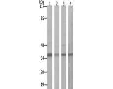 兔抗HNRNPD(Ab-83) 多克隆抗体