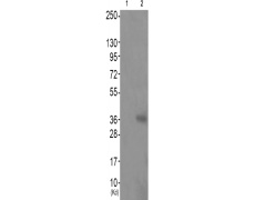 兔抗HNRNPD(Phospho-Ser83) 多克隆抗体