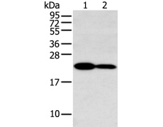 兔抗HOXA7多克隆抗体