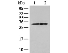 兔抗HOXC4多克隆抗体