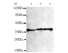 小鼠抗NPM1单克隆抗体