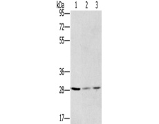 兔抗HSD17B12多克隆抗体
