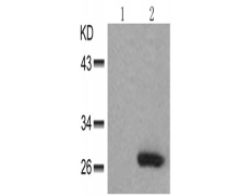 兔抗HSPB1 (Phospho-Ser82)多克隆抗体