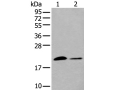 兔抗HSPB6多克隆抗体