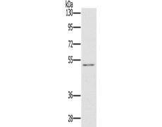 兔抗HTR3C多克隆抗体