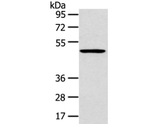兔抗HTRA1 多克隆抗体