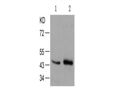 兔抗JUN (Phospho-Ser73)多克隆抗体