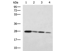 兔抗IDI2多克隆抗体