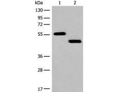 兔抗IFNGR1多克隆抗体