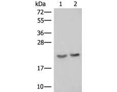 兔抗IFT22多克隆抗体