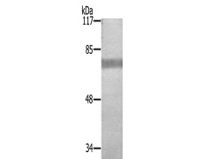 兔抗IL2RB(Ab-364) 多克隆抗体
