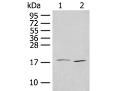 兔抗IL7多克隆抗体