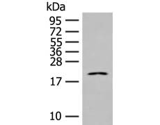 兔抗IL23A多克隆抗体