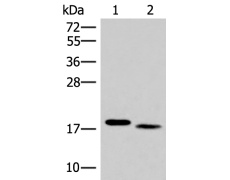 兔抗IL36A多克隆抗体