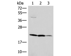 兔抗IL37多克隆抗体