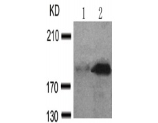 兔抗IRS1 (Phospho-Ser639)多克隆抗体