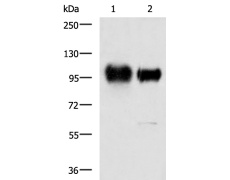 兔抗ITGB3多克隆抗体