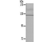 兔抗JAK3(Ab-785) 多克隆抗体