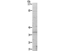 兔抗JUN(Ab-243) 多克隆抗体
