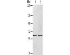 兔抗KCNH6多克隆抗体