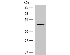 兔抗KCNK18多克隆抗体