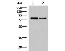 兔抗KHSRP多克隆抗体  