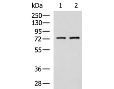 兔抗KLC2多克隆抗体