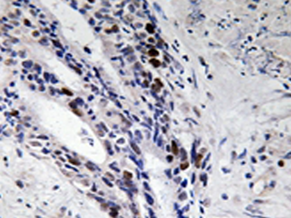 兔抗Histone H2A多克隆抗体