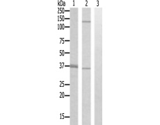 兔抗LSP1多克隆抗体
