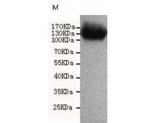 小鼠抗PROM1单克隆抗体