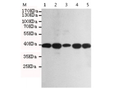 小鼠抗RAD51单克隆抗体
