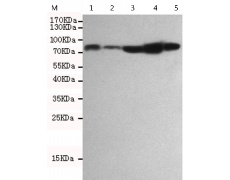小鼠抗RPS6KA1单克隆抗体