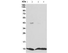 小鼠抗S100A6单克隆抗体